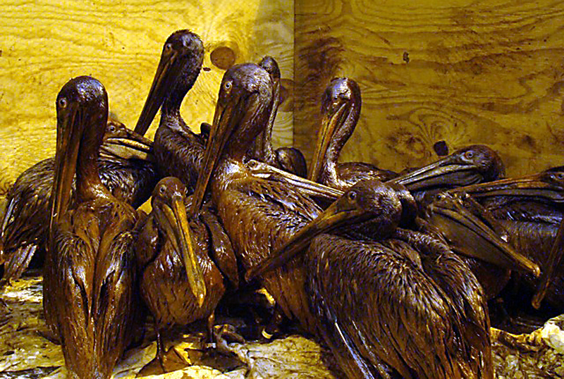 Heavily oiled Brown Pelicans