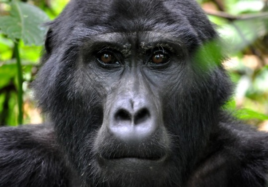 Bwindi Blackback – Photo and caption by ALISON MACPHERSON