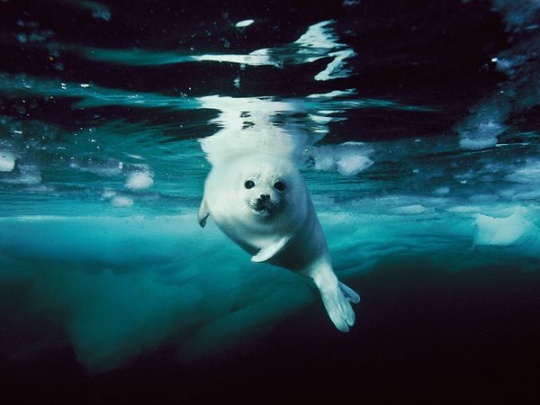 Harp Seal, Canada – Photograph by Brian Skerry