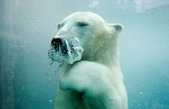 Polar Bear Plunge – Photograph by Mathieu Belanger