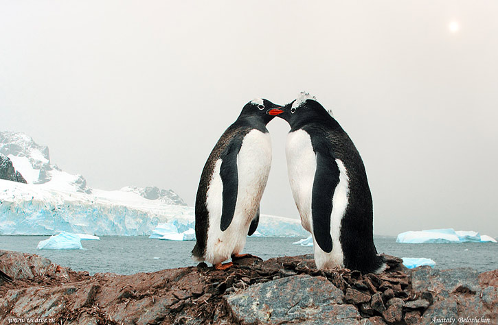 Antarctica penguins by Anatoly Beloshchin