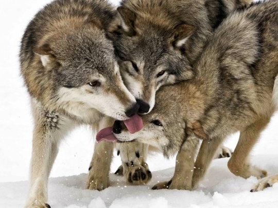 Timber Wolves – Photograph by Jacqueline Crivello
