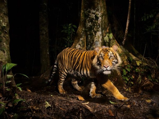 Tiger, Indonesia – Photograph by Steve Winter