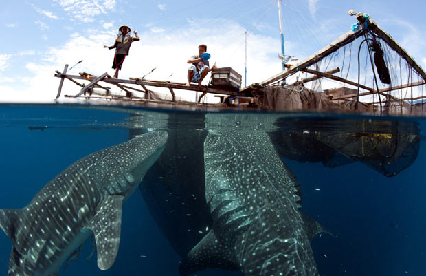 Whale Sharks