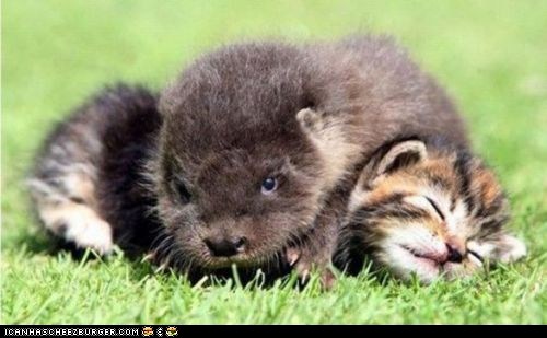 kitten wombat
