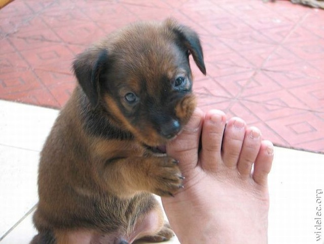 Puppy's Toe - Why won't this darn thing come off?...