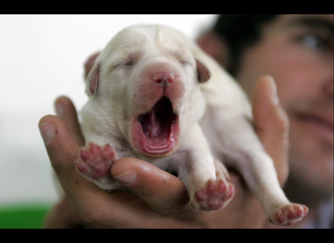 puppy yawn