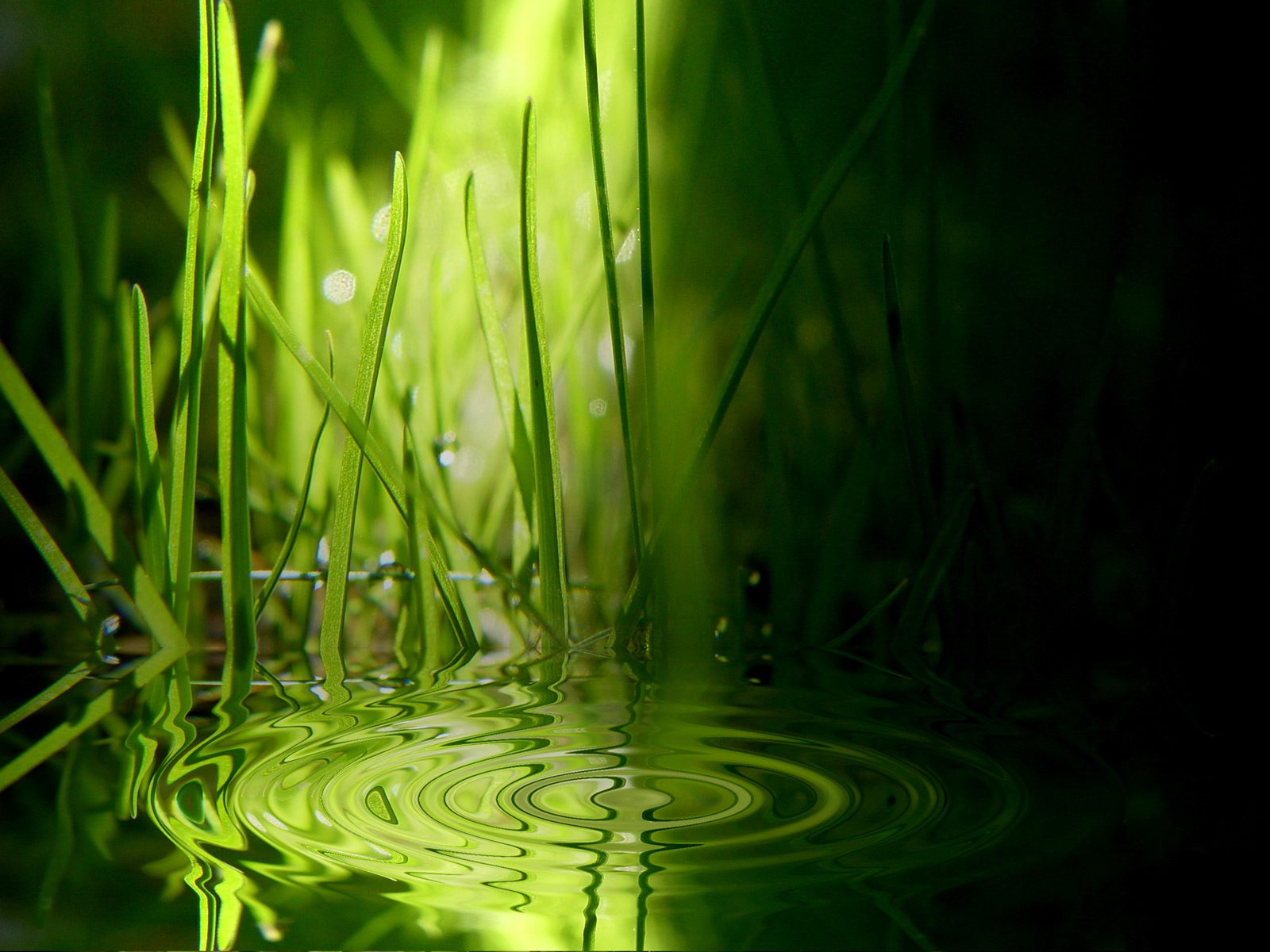 Wallpaper green background - Pond Grass